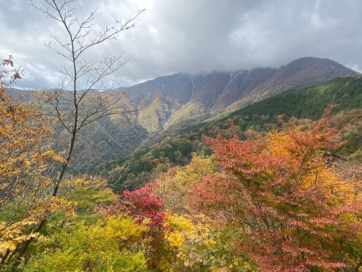 カエデ（モミジ）の写真 by マナ 伊吹山ドライブウェイ❣️🍁🍂  2021年11月3日 晴れ    