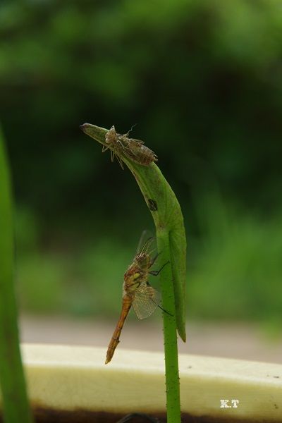 今朝、羽化したトンボ(アキアカネ) 上部に抜け殻 羽化する瞬間見たかったなぁ～