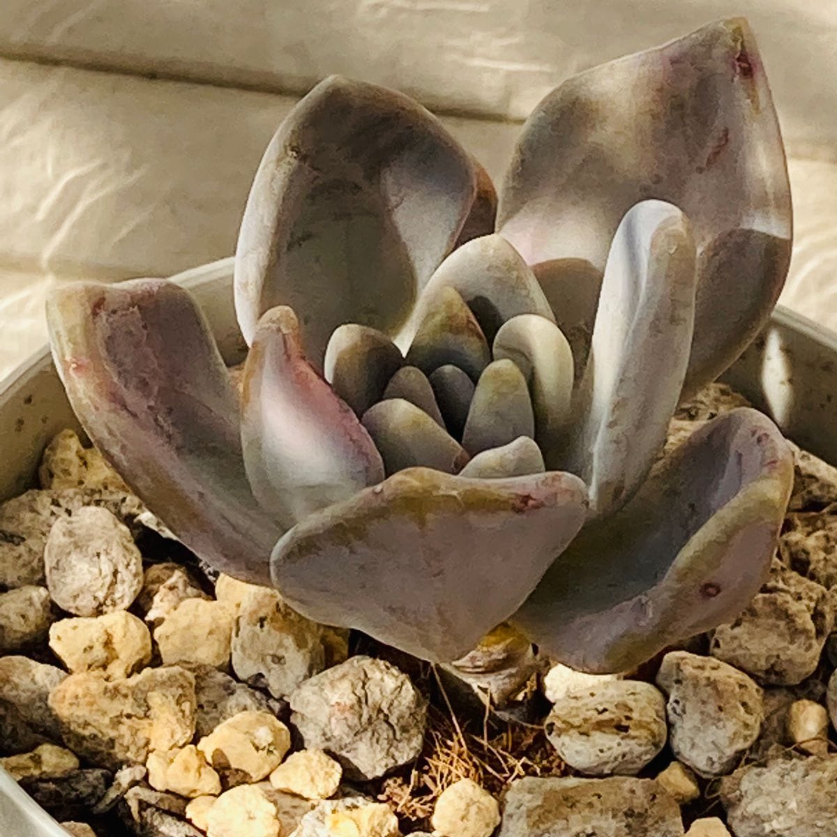 パキフィツム・月花美人  #Pachyphytum