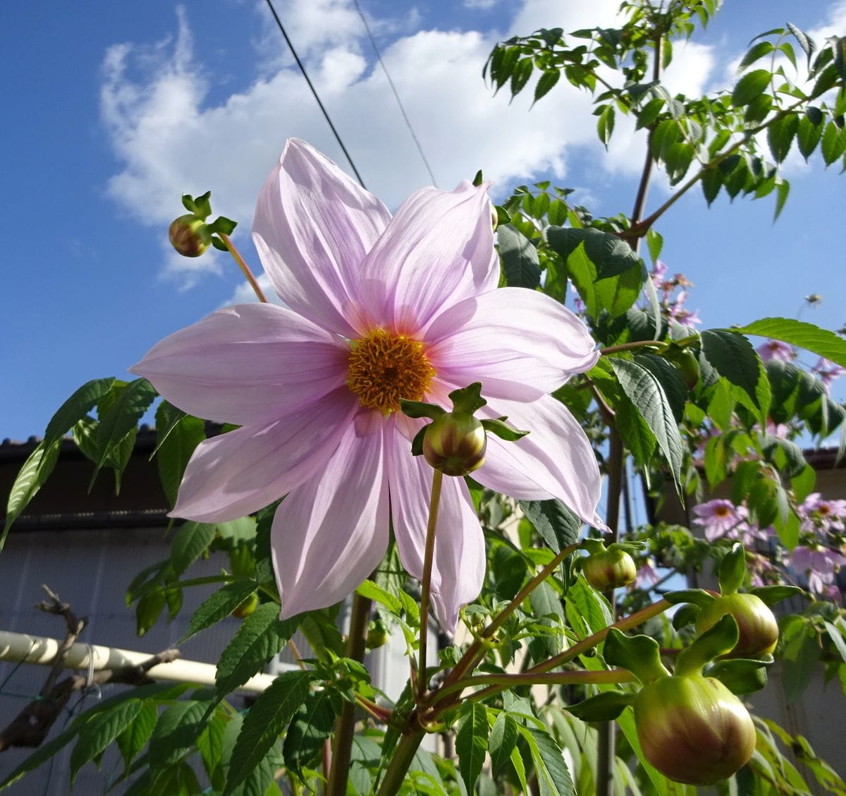 裏の菜園の皇帝ダリア ３ｍと２ｍの高 ２０２１年 冬の花 １２月 ２月 のアルバム みんなの趣味の園芸