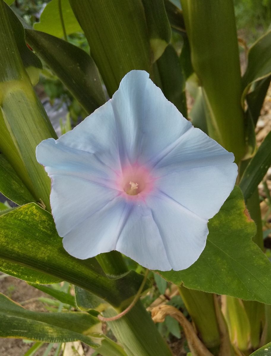 花友さんからいただいたアサガオが開花しました～🎶 嬉しいです💓