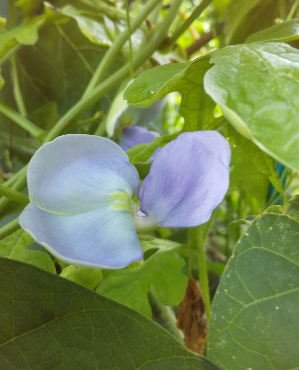 シカクマメのお花～💙