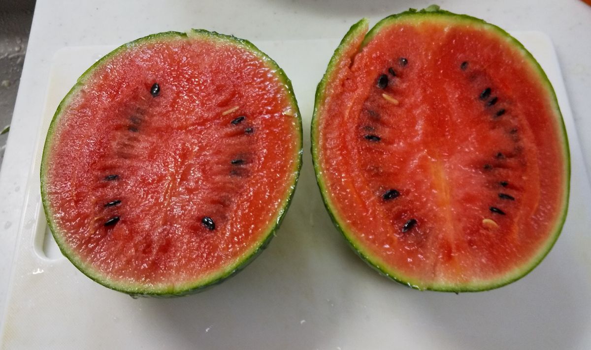 久しぶりです🍉 小さいです、、。 甘さ控え目でしたがそれでも孫達は喜んで食べてまし