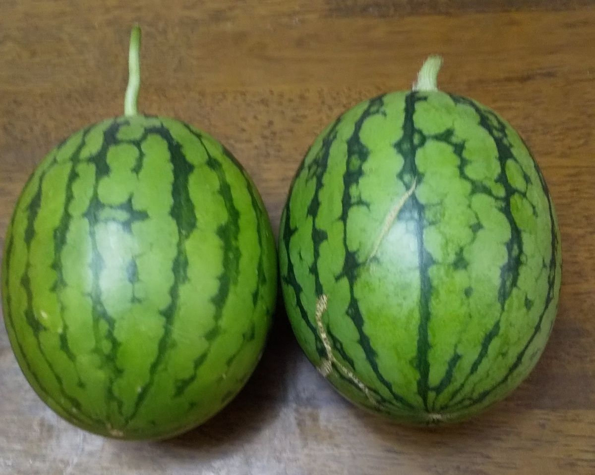 小さいですが10こ目、11こ目です🍉 甘いと良いけど、、 あまり甘くなければおしまいに