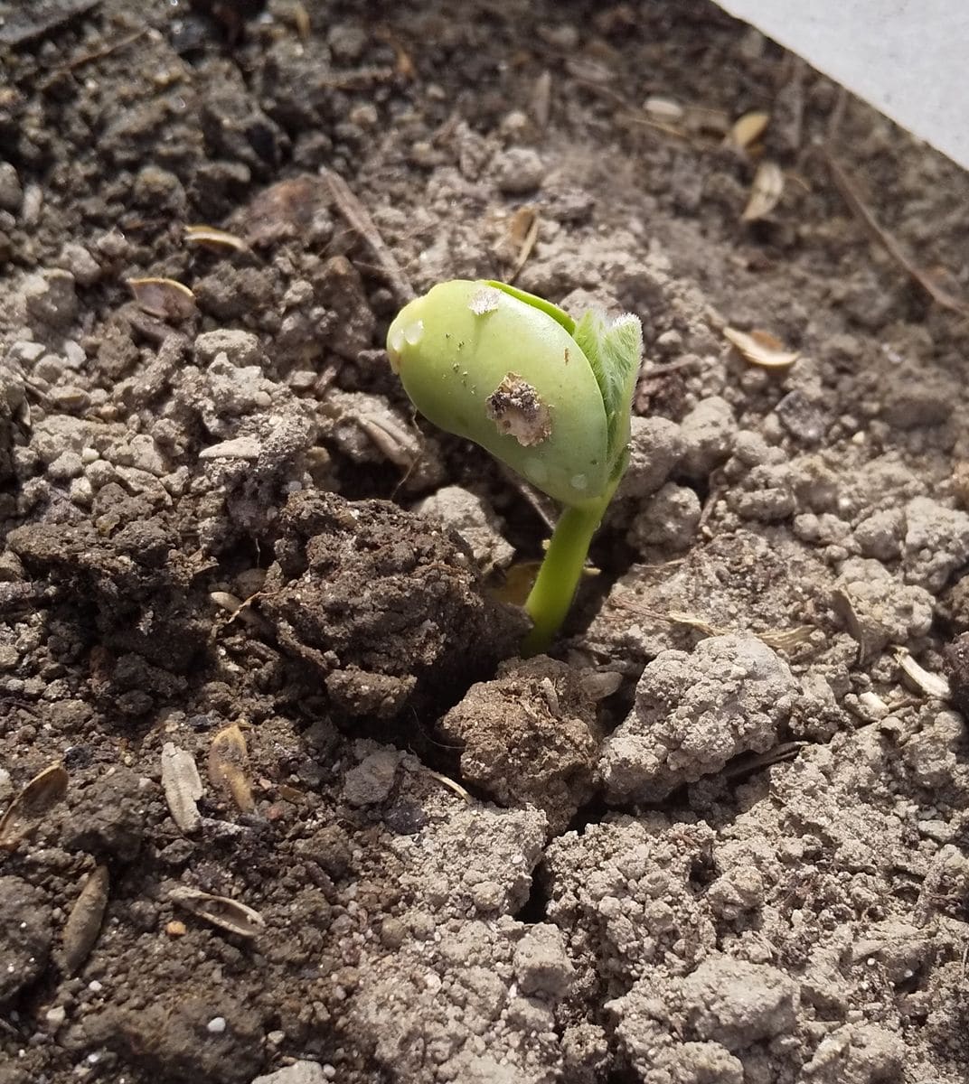 6日前に種蒔きした秋どり枝豆が発芽しました🌱