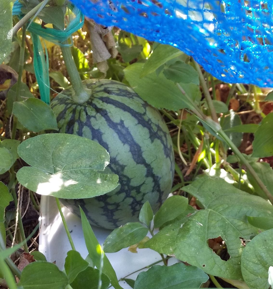 最後の小玉スイカです🍉 甘いと良いけど☺️