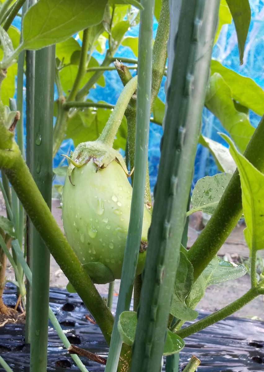 やっとふわとろ白茄子がなっています🍆 柔らかく美味しい茄子です😄