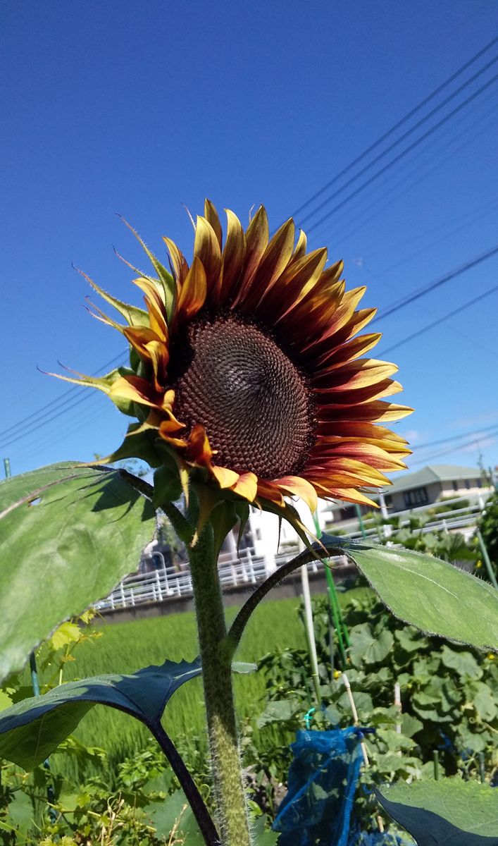 花友さんからいただきました🤩🌤️🌻 素敵‼️