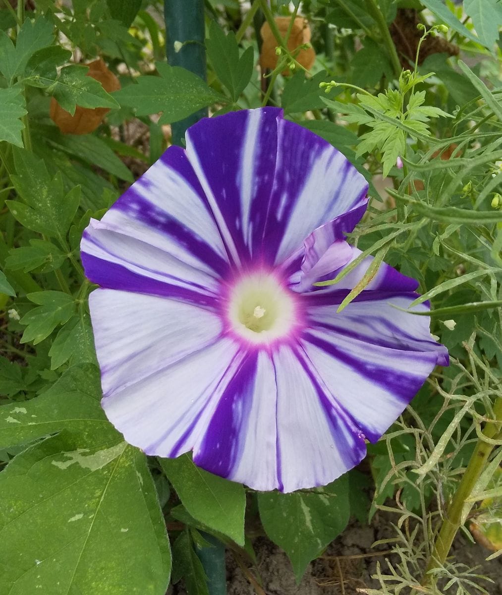 絞り咲きアサガオかしら💜 初開花です🎶