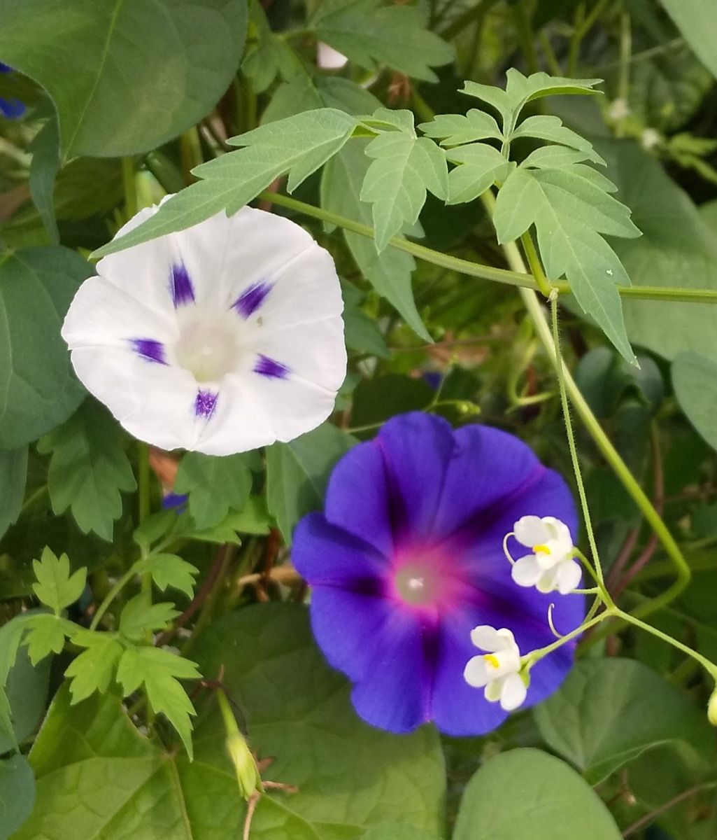 アサガオとフウセンカズラのお花～🎶