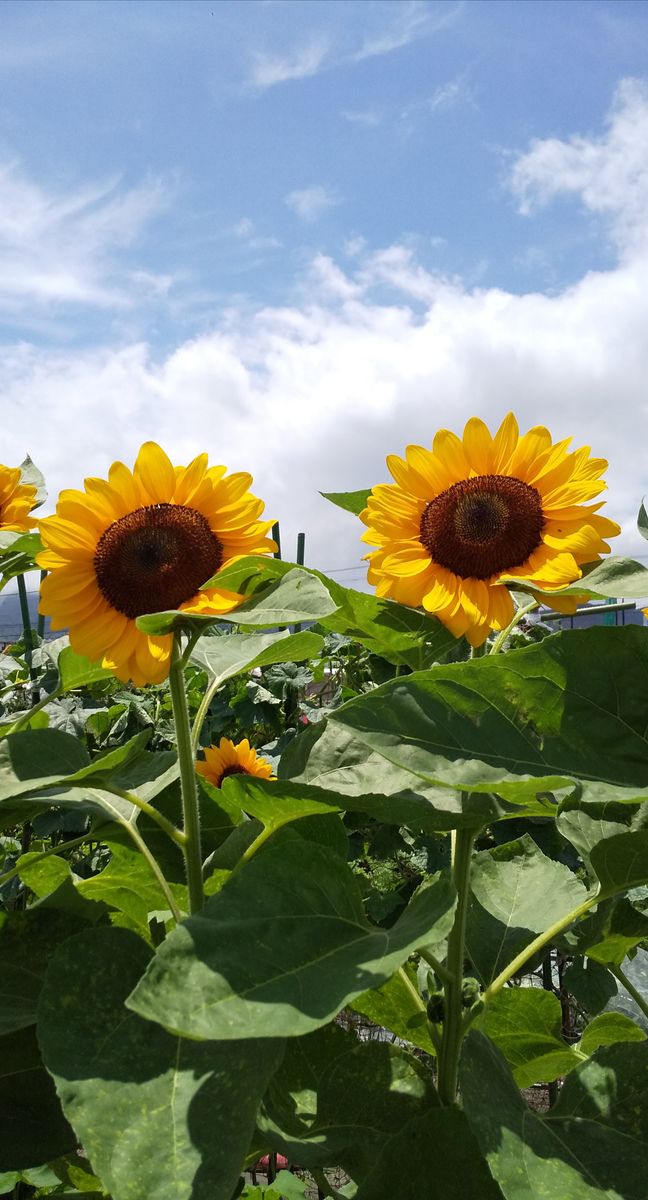 農園仲間さんのひまわり🌻☀️🍀