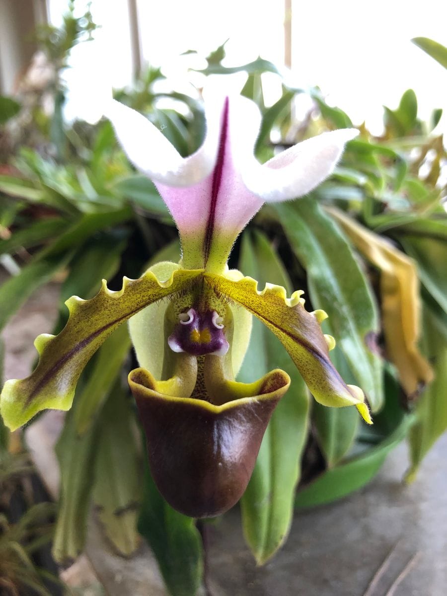 Paph spicerianum “St Albans” スペル間違えてたらすみません。ほったらかしで支柱も