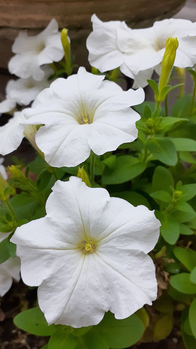 白い花びらのペチュニア 梅雨時に切り ふくおかルーバルガーデン６ ５０００枚からの庭便り のアルバム みんなの趣味の園芸