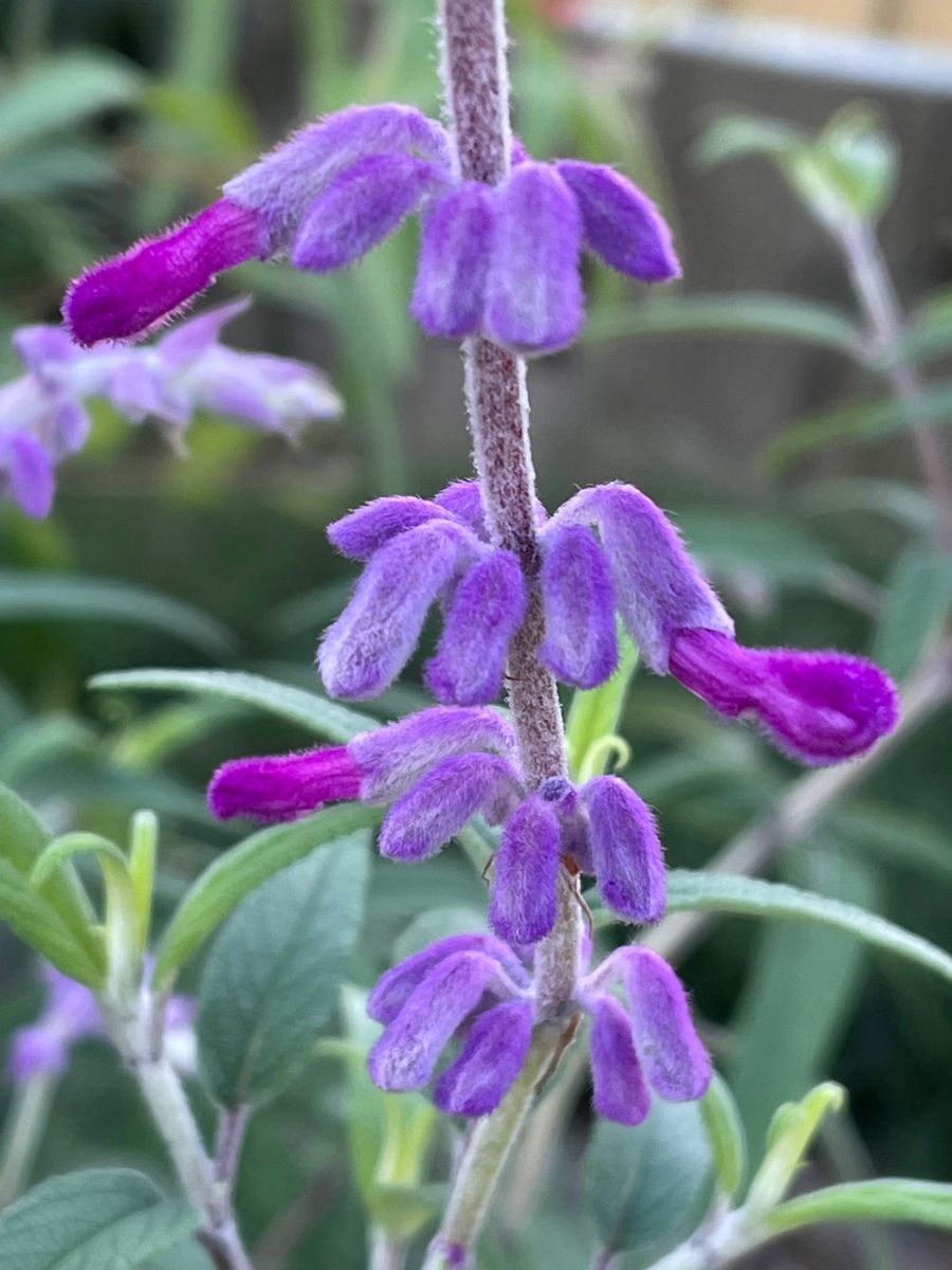 アメジストセージ紫色の花の中から色 庭の草花22 のアルバム みんなの趣味の園芸
