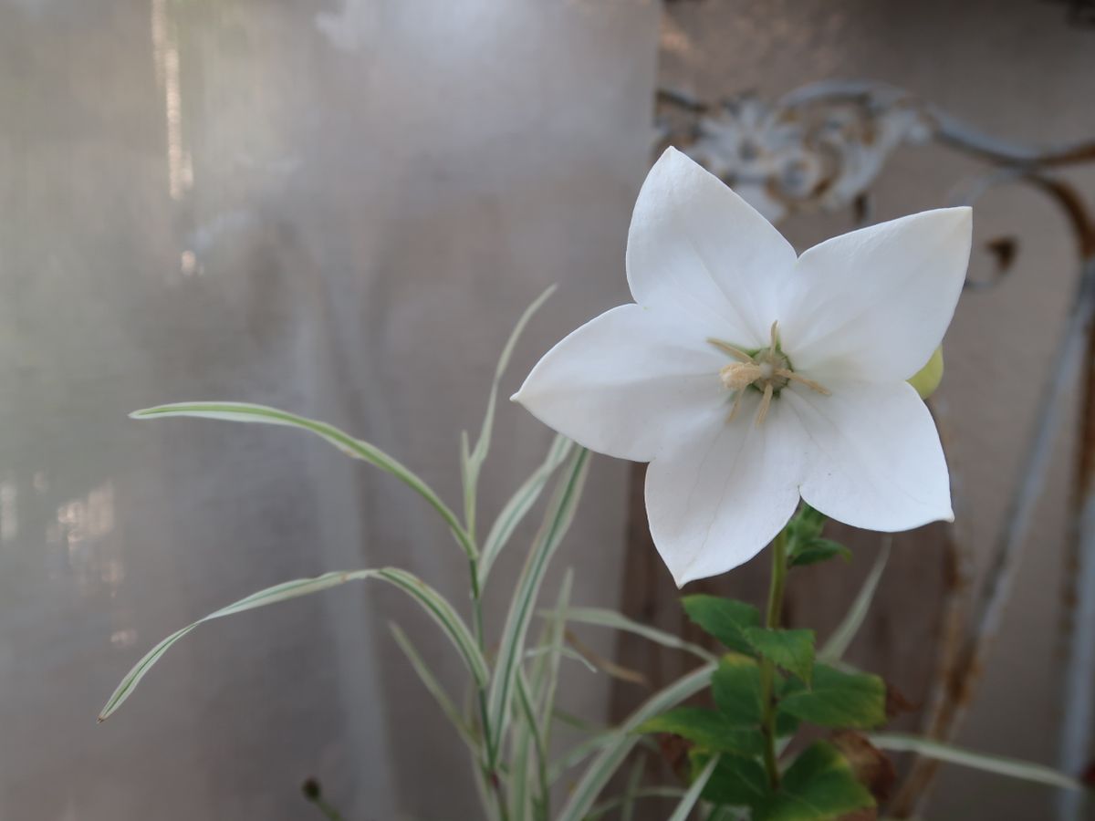 吾亦紅と寄せ植えの白い桔梗さん、綺麗に咲いてくれました。