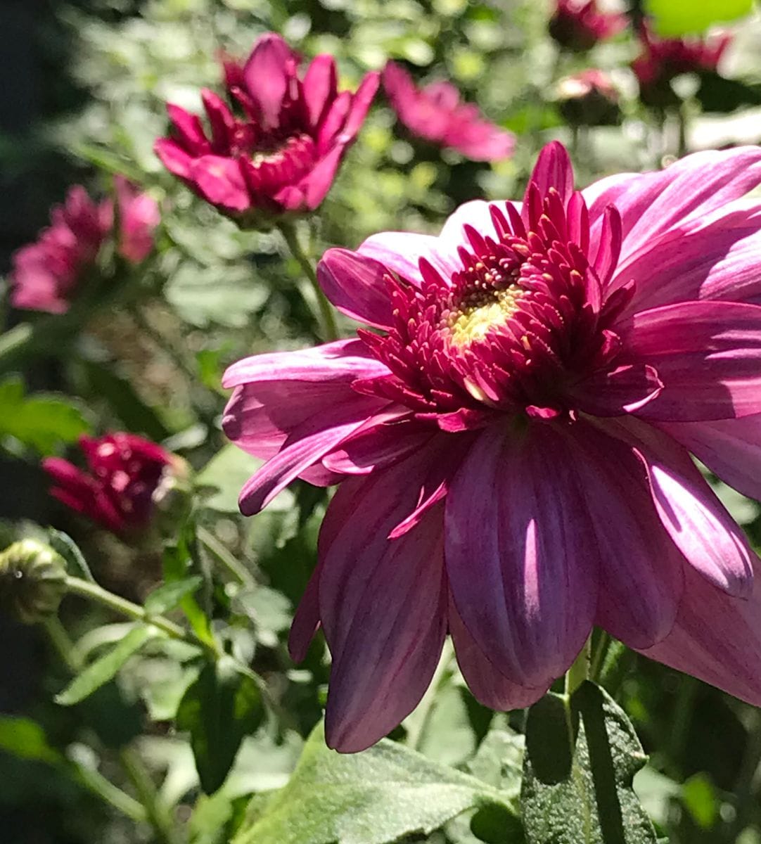 小菊  去年植えた小菊が咲き始めました。  咲き揃ったらお供え花にします✂️