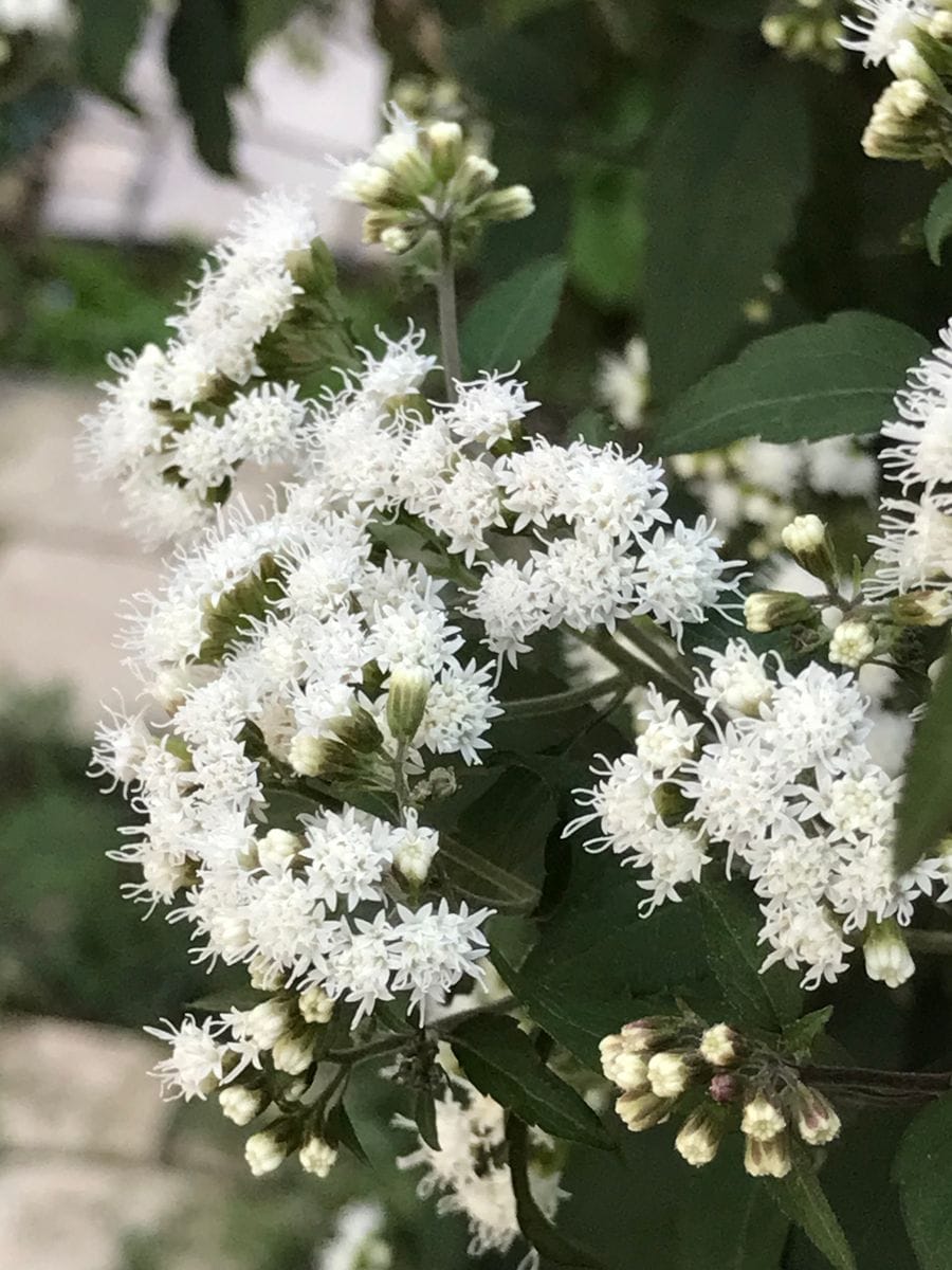 ユーパトリウム チョコラータ  真っ白なお花と黒緑色の葉っぱのコントラストが素敵で