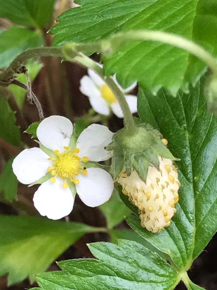 ワイルドストロベリー • トロピカルアロマ  真夏もずーっと花が咲き実がなっていまし