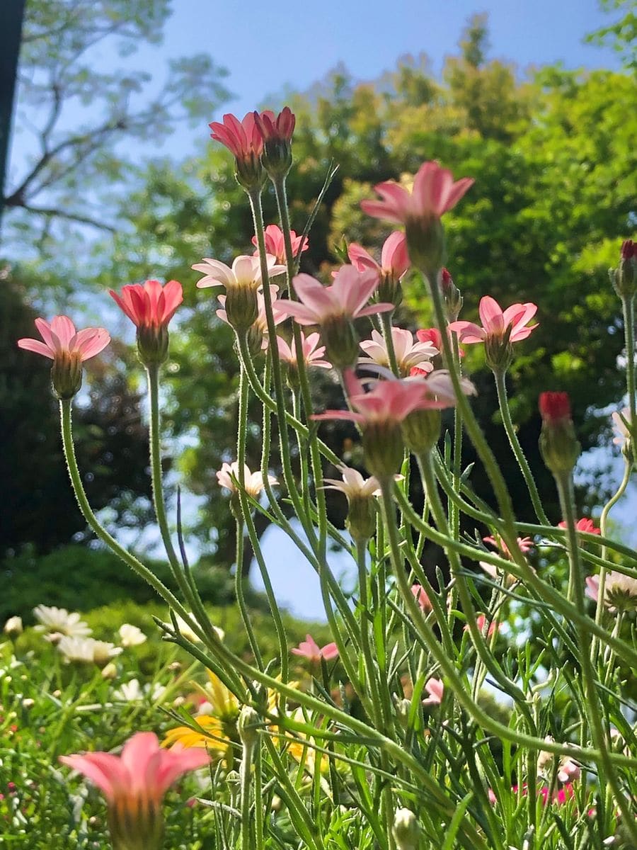 ローダンセマム🪴マーズ  もう終盤かな(◞‸◟ㆀ)💧 切り戻し✂️夏越し*(°̀ᗝ°́)وｶﾞﾝﾊﾞﾛｳ