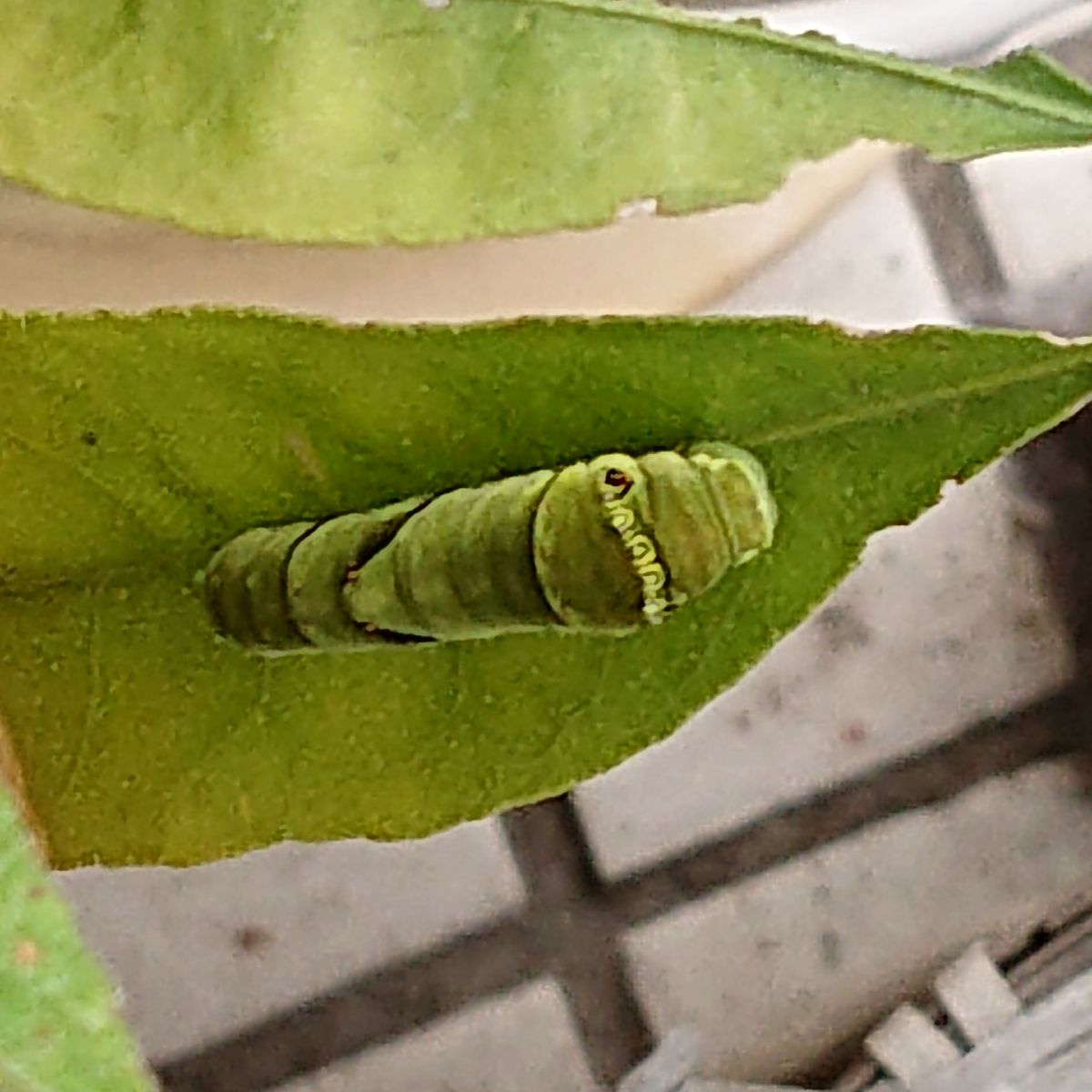 2022年7月3日(日)。虫嫌いの人、ごめんなさい。いつの間にか緑になったアゲハの幼虫。