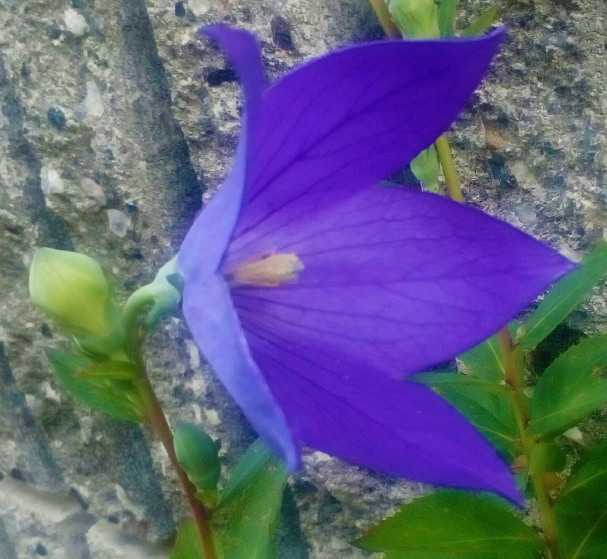 今朝の３年目に突入した『桔梗❛アストラブルー❜』💙  開花後２日目の一番花です😊  花言