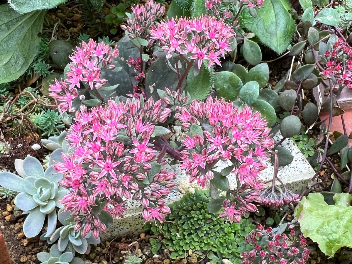 カラスバベンケイソウの花