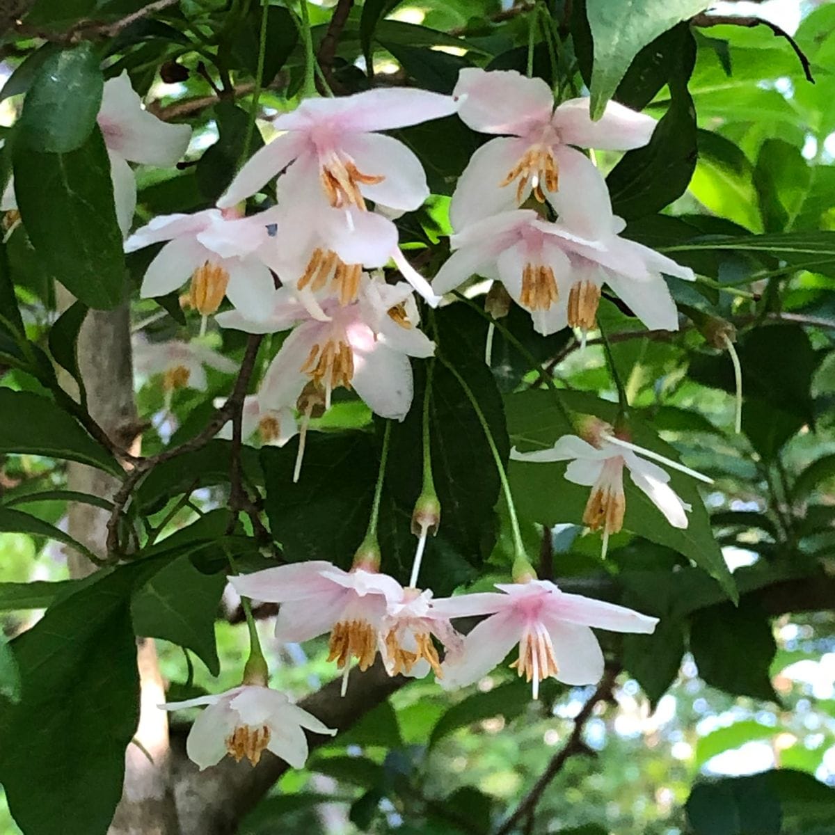 エゴノキの花が、今年も咲き始めました。 いつ見ても、可愛いお花です❣️😊