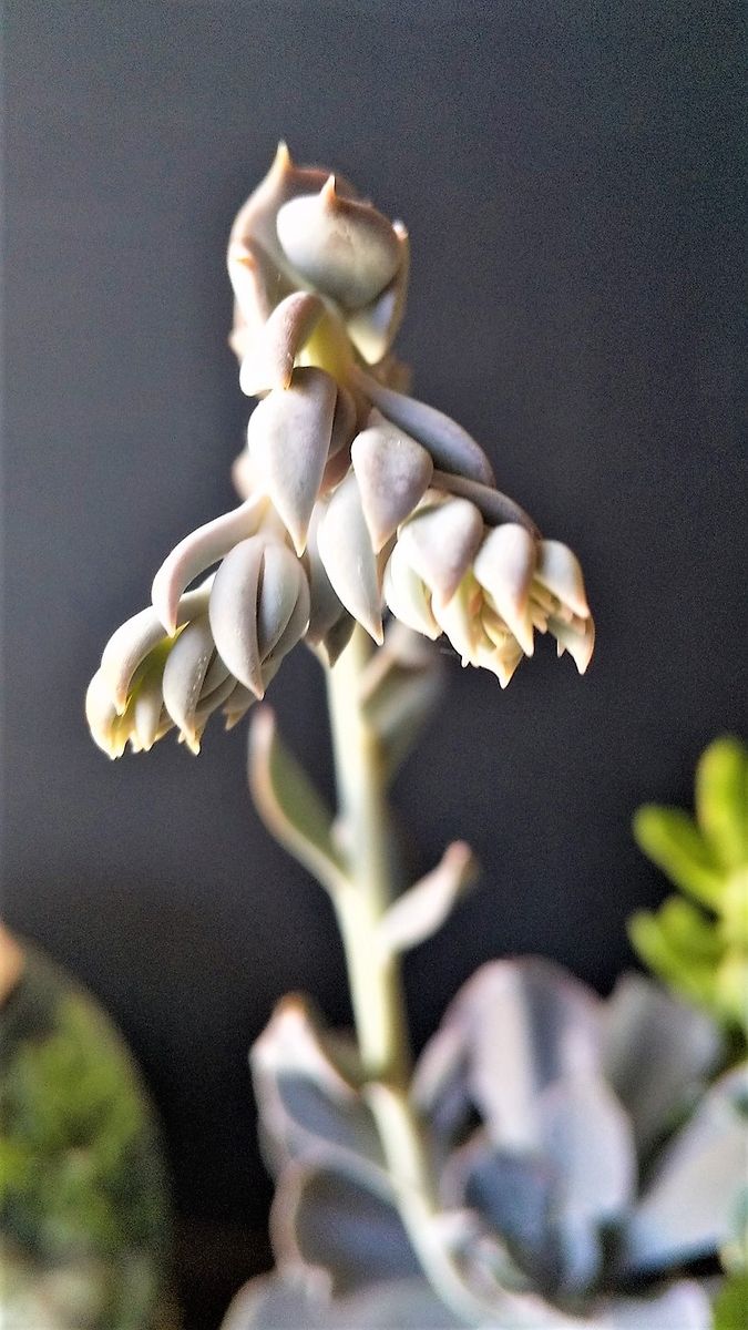 エケペリア シャビアナ 花芽発見から1ヶ月 花茎が20㎝伸びて先端が2分割になってきま