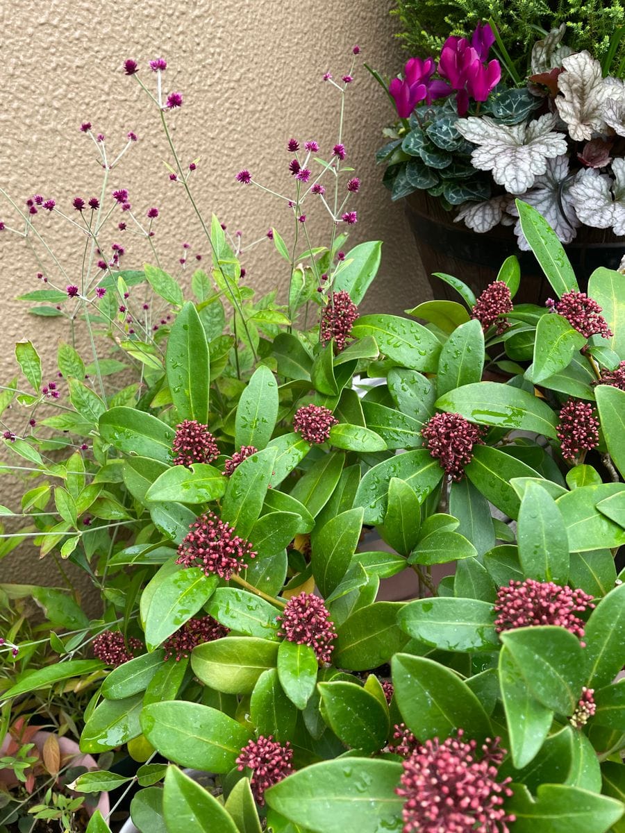 今季のスキミアは固まりが大きい♫ 開花時より この赤い蕾の状態 好きです❣️