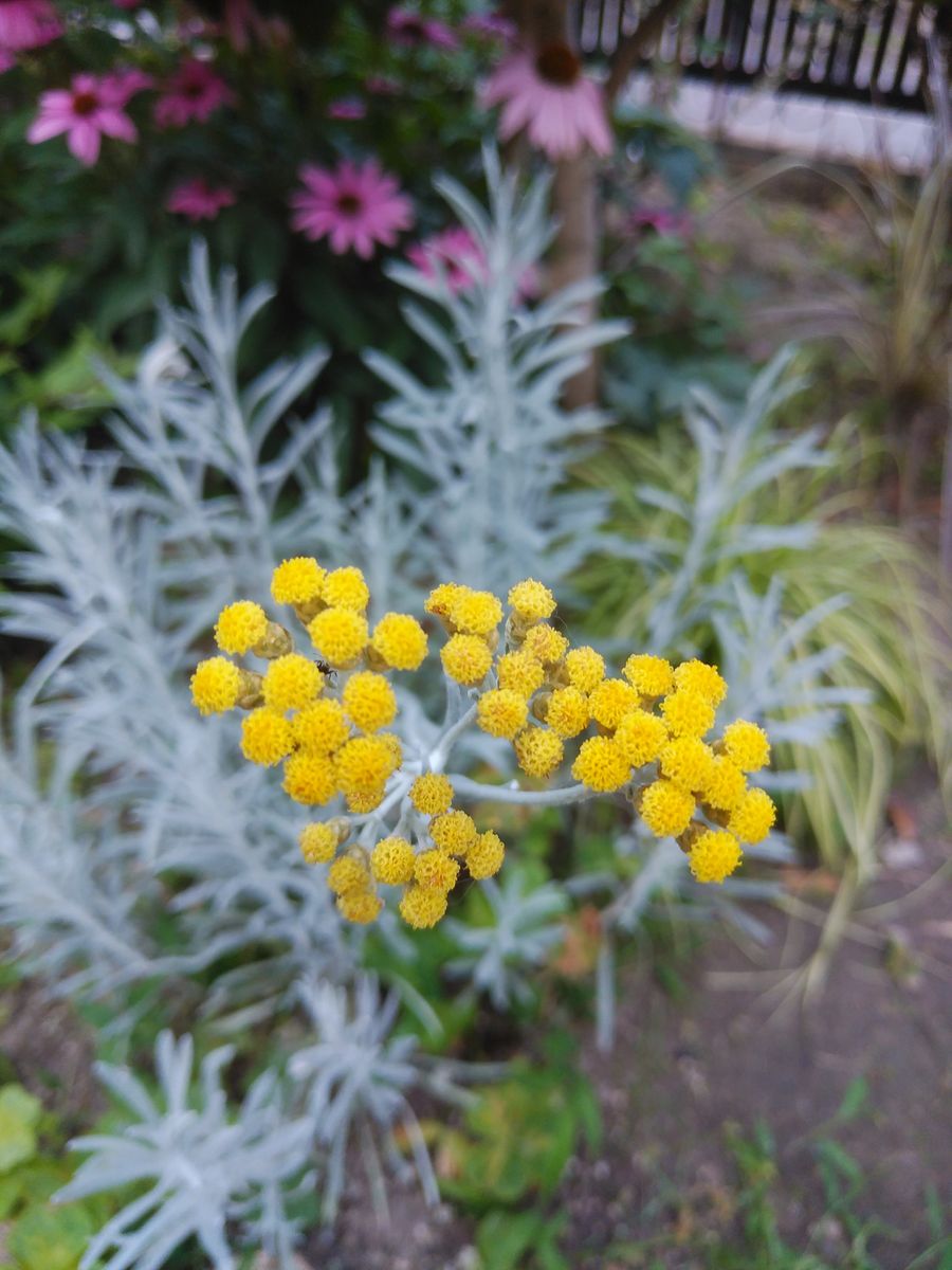 ヘリクリサムの黄色い花です 私の園芸 のアルバム みんなの趣味の園芸