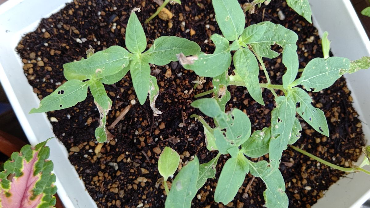 6月に種蒔きしたひまわり発芽して葉を虫に食われたけど育っています🌱😀 開花までしばら