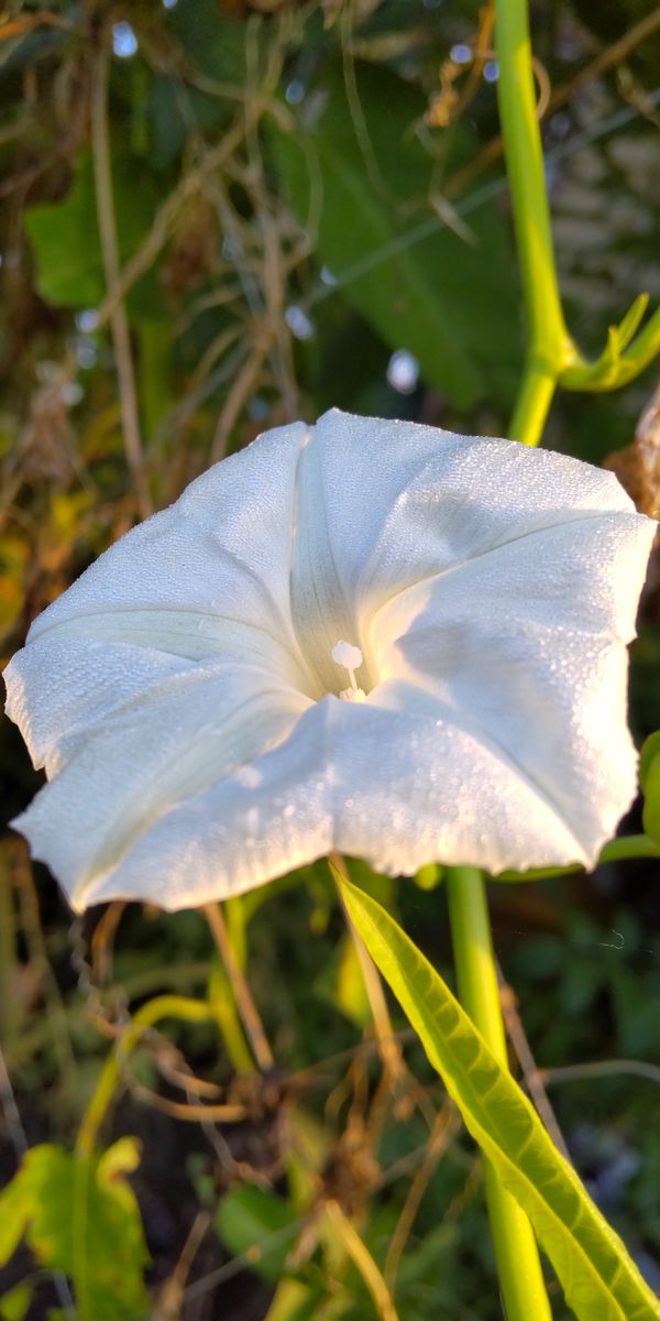 空芯菜の真っ白い花が咲きました。