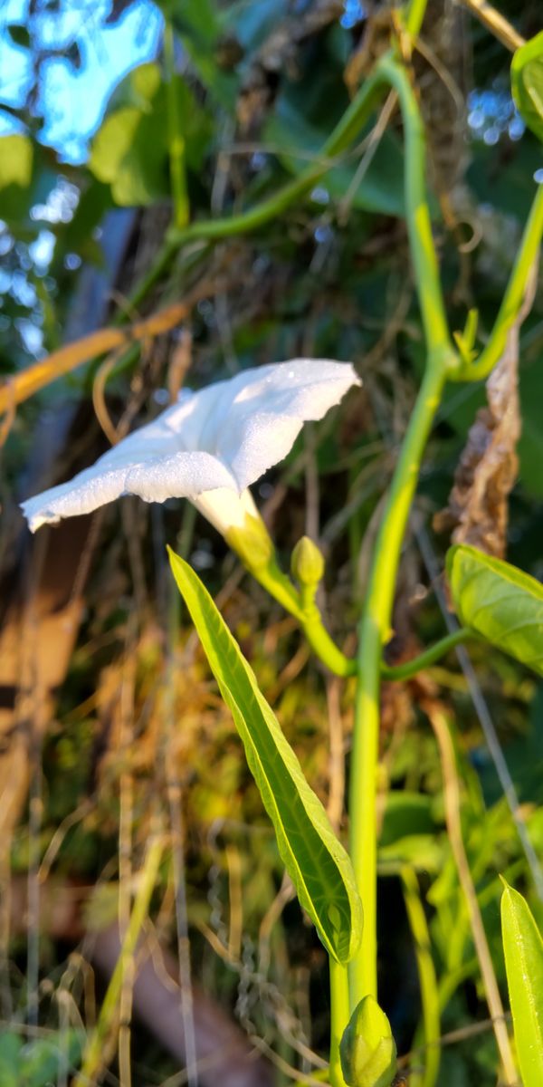 空芯菜の花の下に蕾