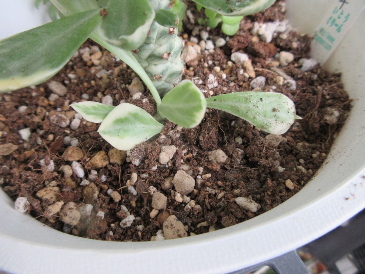 多肉植物サンセットホワイトパーチに 子株が伸びてる🌵🌱 ちゃんと育ってね😊