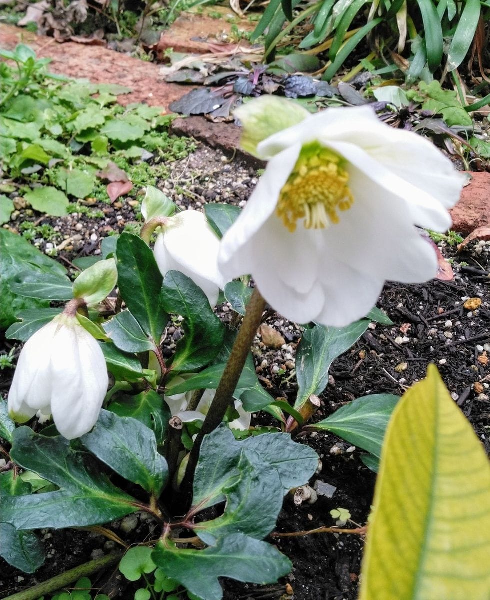 ようやく開花しそうです。  1月26日撮影