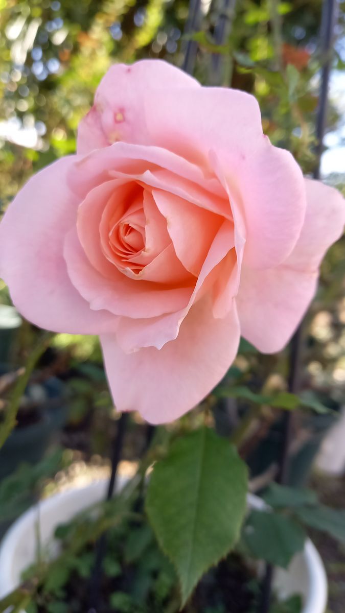 ブライダルピンクちゃん 先日の猛烈な 22 薔薇 のアルバム みんなの趣味の園芸
