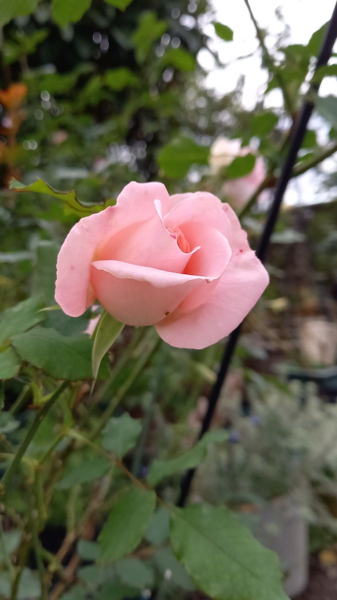 ブライダルピンク 22 薔薇 のアルバム みんなの趣味の園芸
