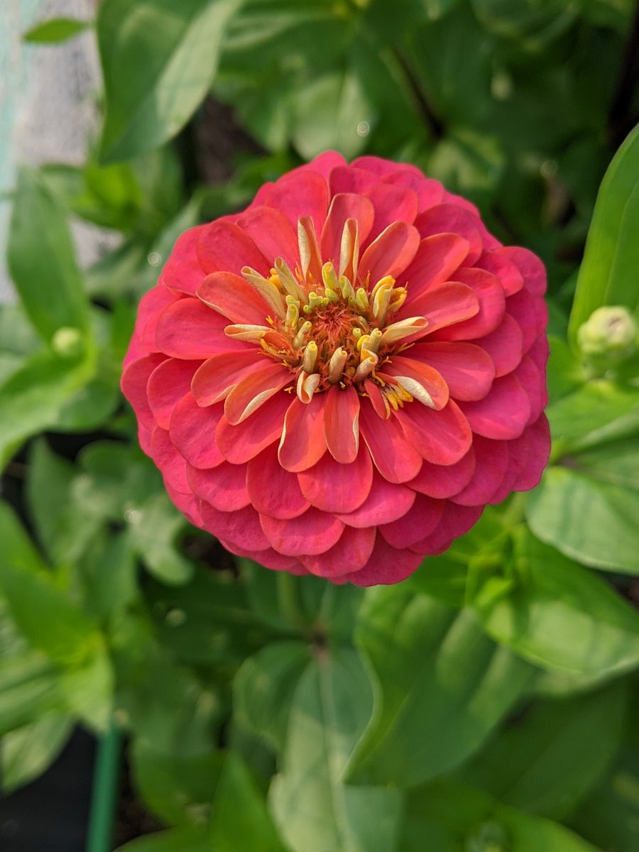 百日草の花弁ってきれいです。 モコモコしてます。