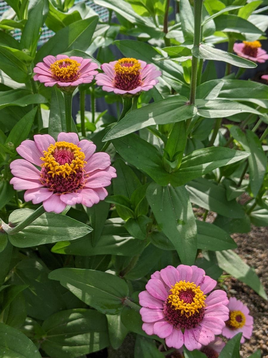 ピンクの花の中に黄色の花があるように見えます。面白い造りの百日草。