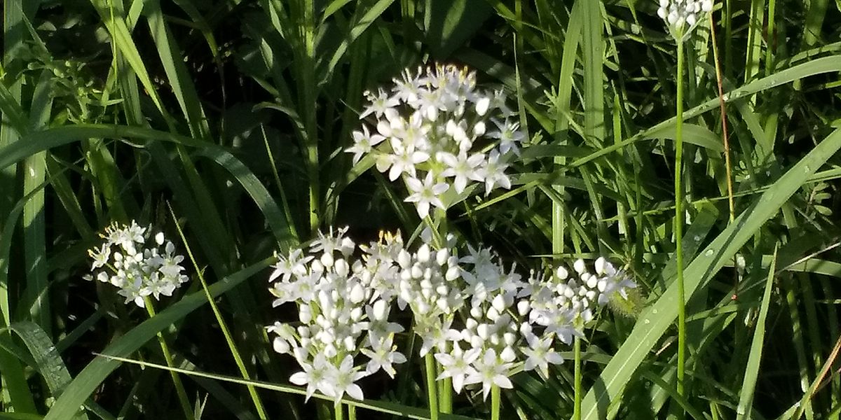 にらの花  花も可愛くて食べても美味しいです