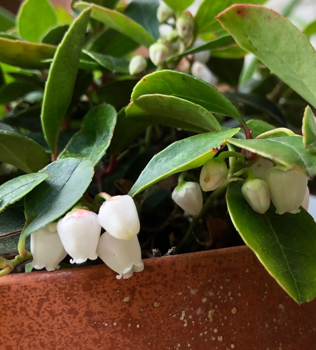 チェッカーベリーの花が咲きました😆やっと冬越しに成功しました。赤い実がなるまで大