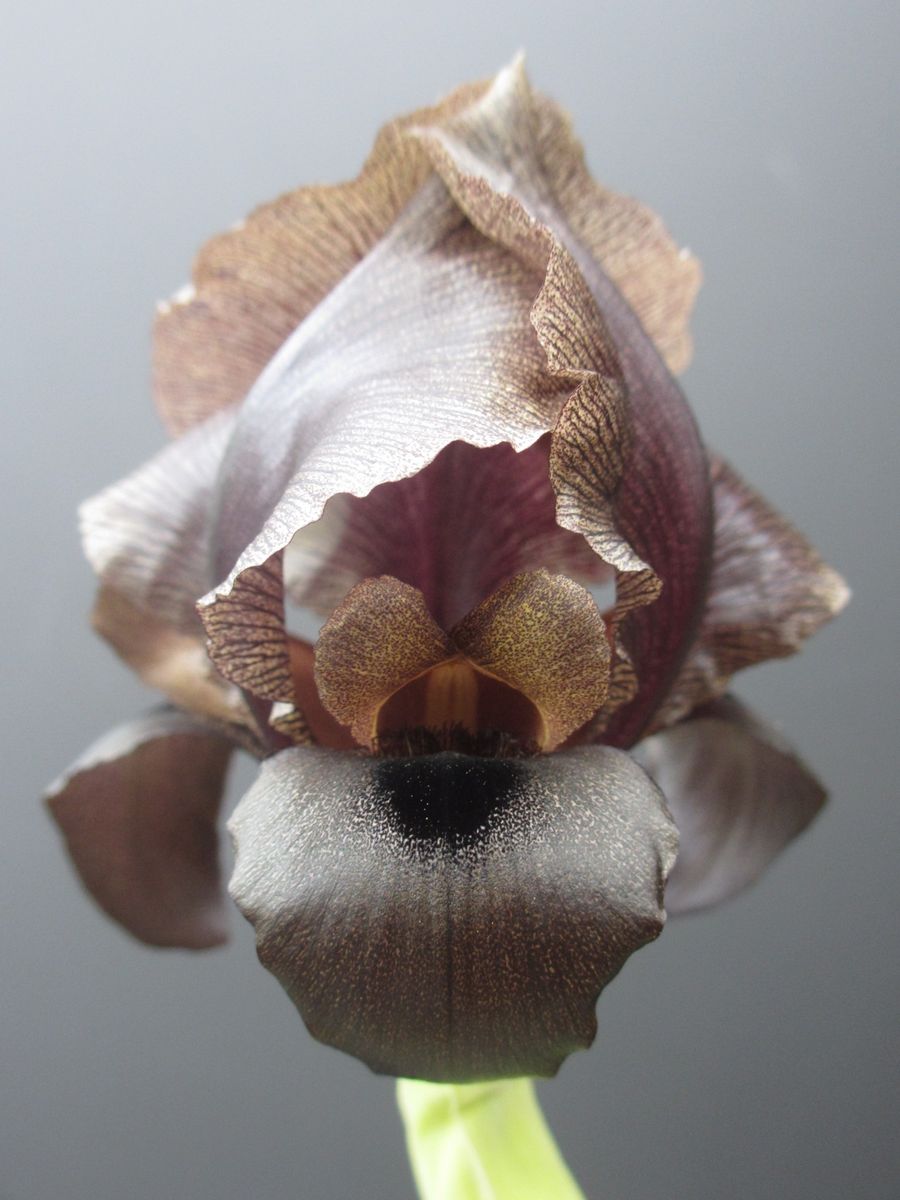 Iris nigricans, slightly paler form A.k.a. "Black Iris" ヨルダン原産 2016年4月10