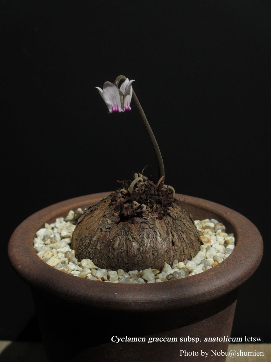 Cyclamen graecum subsp. anatolicum, tuber and flower syn. Cyclamen maritimum 地