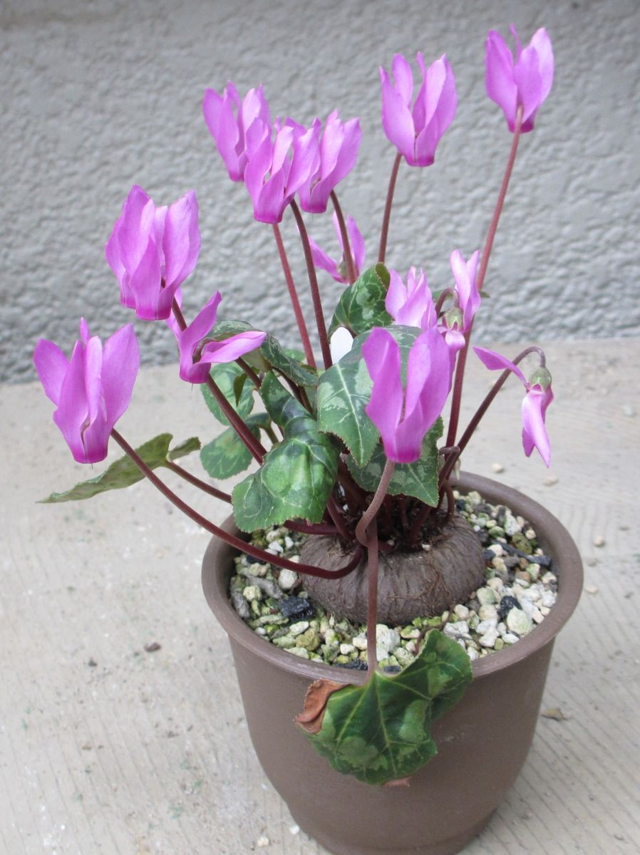 シクラメンの写真 by ノブ Cyclamen persicum(園芸シクラメンの原種)