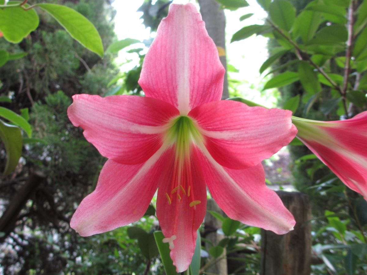 アマリリスの写真 by ノブ Hippeastrum doraniae(ベネズエラ原産)