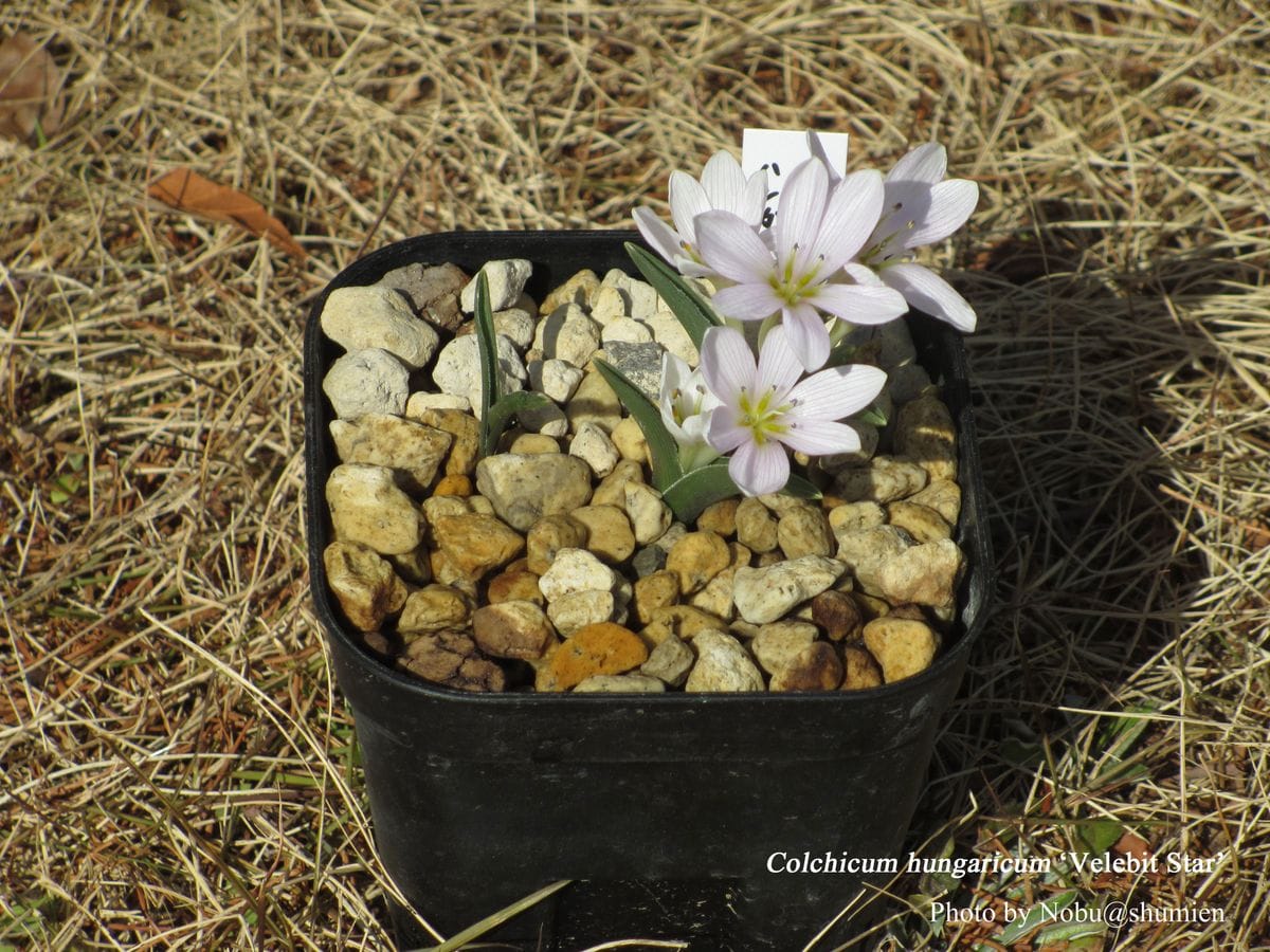 Colchicum hungaricum 'Velebit Star' This superb near white (or very pale pink) s