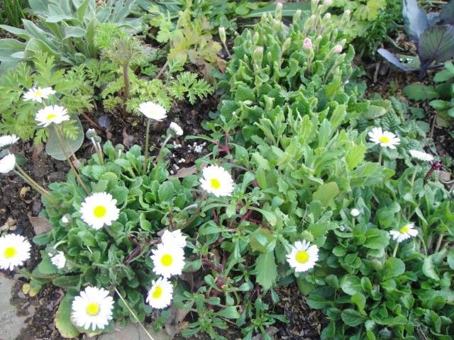 今日の花壇の様子 イングリッシュデージー、アラビス アネモネ、プリムラダブルローズ
