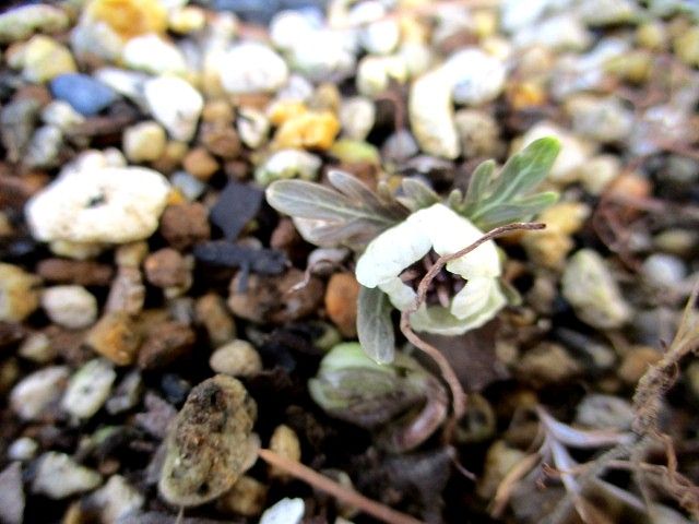 昨年花後地に下ろした節分草です。 何かしら芽みたいなものが と雪割草かと思いました