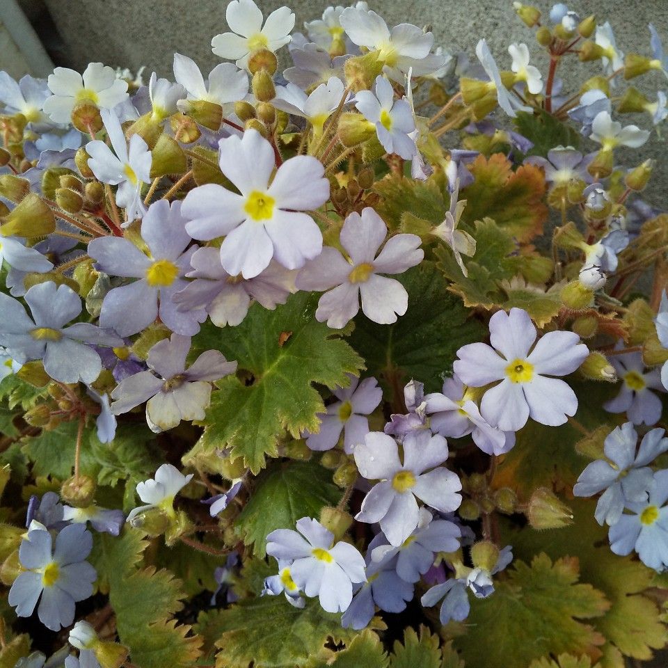 プリムラシネンシス 春風桜・青空