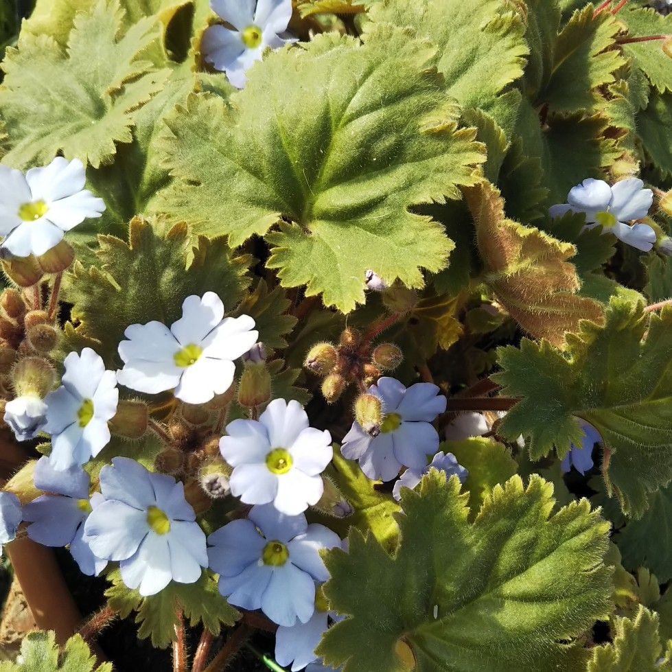 今日のシネンシス 日に日にお花は増えてます(^o^)v